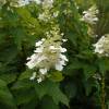 Hydrangea, panicle Kyushu