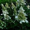 Hydrangea, panicle Kyushu