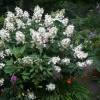 Hydrangea, panicle Kyushu