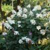 Hydrangea, panicle Kyushu