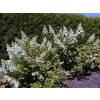 Hydrangea, panicle Tardiva