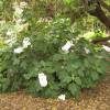 Hydrangea, oak leaved