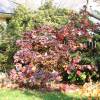 Hydrangea, oak leaved