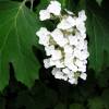 Hydrangea, oak leaved