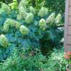 Hydrangea, oak leaved