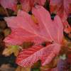 Hydrangea, oak leaved