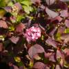 Hydrangea, Preziosa