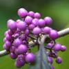 Mauve Beauty berry 'Profusion'