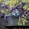 Mauve Beauty berry 'Profusion'