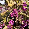 Mauve Beauty berry 'Profusion'