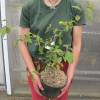 Mauve Beauty berry 'Profusion'