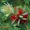 Bottlebrush, Little John