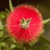 Bottlebrush, Laevis