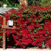 Bougainvillea, Red