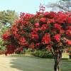 Bougainvillea, Red