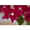 Bougainvillea, Red