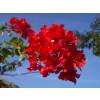 Bougainvillea, Red