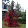 Bougainvillea, Red