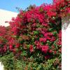 Bougainvillea, Red