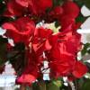 Bougainvillea, Red