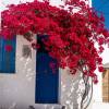 Bougainvillea, Red