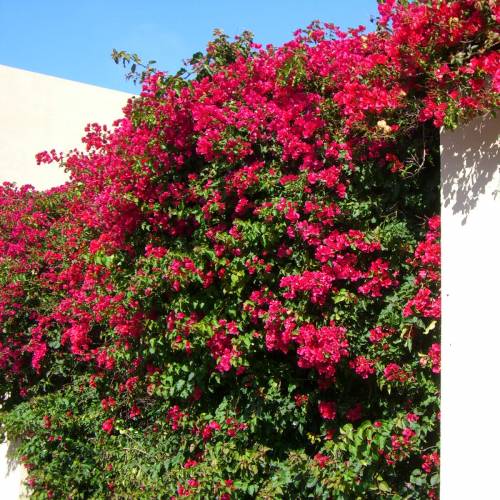 Bougainvillea, Red : buy Bougainvillea, Red / Bougainvillea glabra rubra