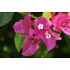 Bougainvillea, Pink