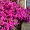 Bougainvillea, Pink