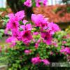 Bougainvillea, Pink