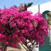 Bougainvillea, Pink