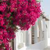 Bougainvillea, Pink