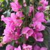 Bougainvillea, Pink