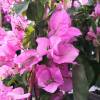 Bougainvillea, Pink