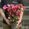 Bougainvillea, Pink