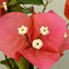Bougainvillea, Pink