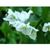 Bougainvillea, White