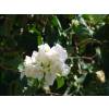 Bougainvillea, White