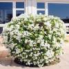 Bougainvillea, White