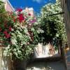 Bougainvillea, White