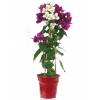 Bougainvillea, 2 colors