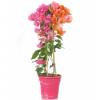 Bougainvillea, 2 colors