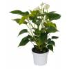 Anthurium White