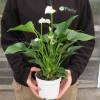 Anthurium White