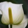 Anthurium White