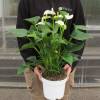 Anthurium White