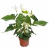 Anthurium White