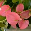 Anthurium Pink