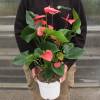 Anthurium Pink