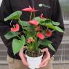 Anthurium Pink