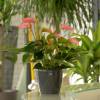 Anthurium Pink